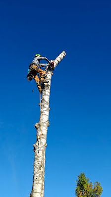 Baumstumpfnager - Wurzelfräsen & Gartenpflege