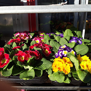 Blumenland