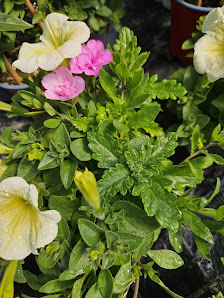 Gärtnerei und Blumen Rist