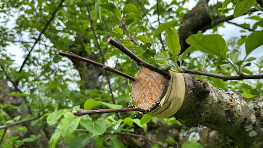 Fachwart für Obst- & Gartenbau Achim Brüchle