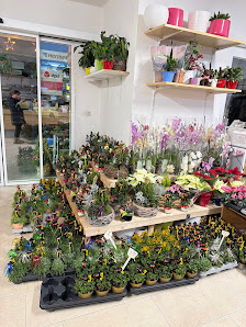 Blumenladen und Paketdienst- Änderrungsschneiderrei und Vollreinigung