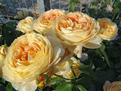 Rosen Waizenegger