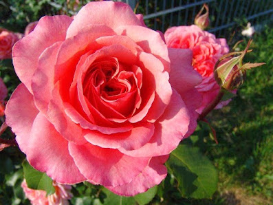 Rosen Waizenegger