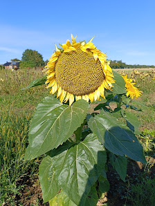 Blumen selber Pflücken sowie gelegentlicher Gemüseverkauf