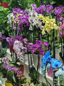 Thi Hoa Hoang Blumen/ Geschenkartikel
