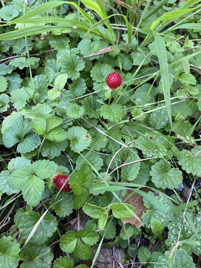Andreas Fries Gartenpflege & Gartengestaltung