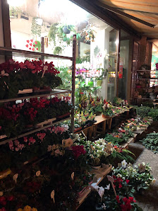 Binh Minh Blumen und Pflanzen