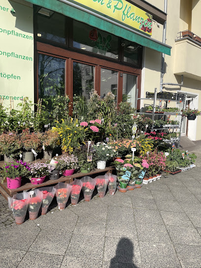 Blumen und Pflanzen