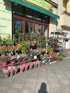 Blumen und Pflanzen