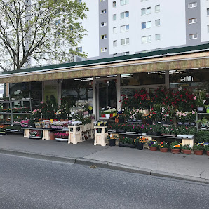 Orchideen Blumenladen