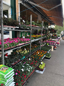 Orchideen Blumenladen