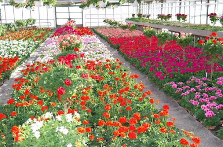 Blumen und Gärtnerei Michelfelder | Blumenladen in Ilsfeld & Umgebung