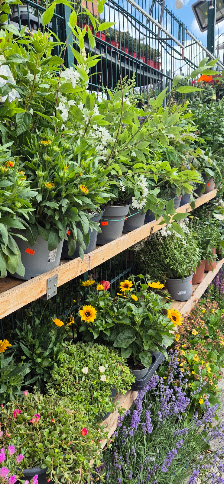 Bi&Bo Blumen und Pflanzen