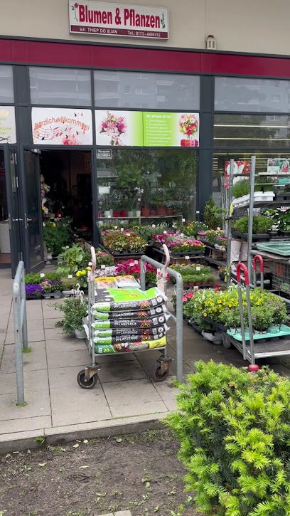 Blumen und Pflanzen DO Xuan