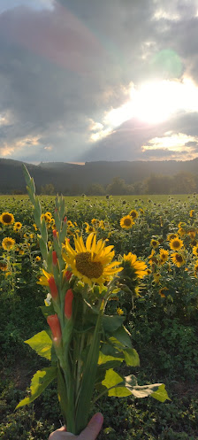 Selberpflückfeld Welzheim