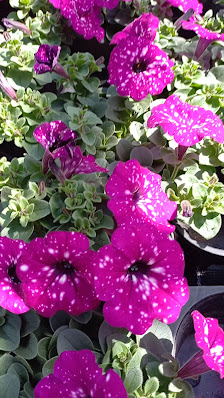 Haufe Gartenbau GbR