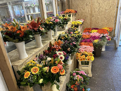 Blumen & Pflanzen Garten