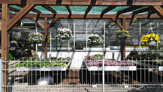 VATTER Blumen und Pflanzen, Bempflingen