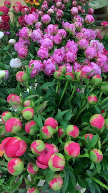Blumen P&N
