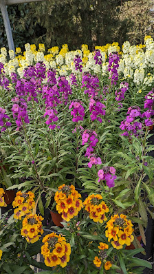 Blumen Schorer GbR