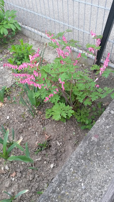 Blumenhaus Popp