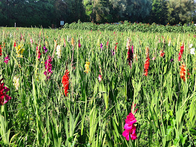 Blumen selbst schneiden