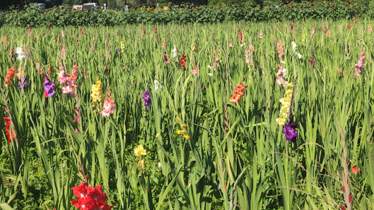 Blumen selbst schneiden