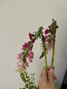 Hortensia