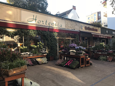 Hortensia