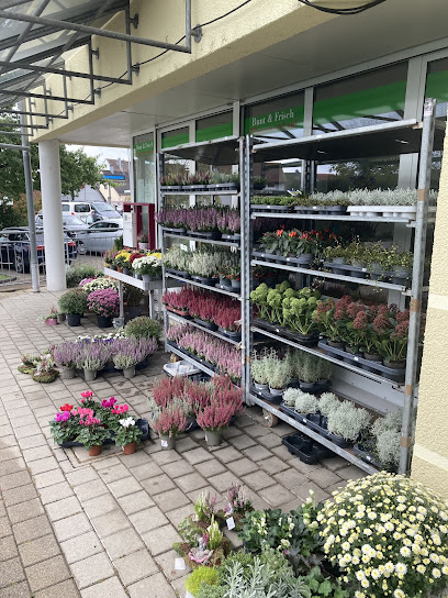 Pflanzenverkauf Bunt und Frisch