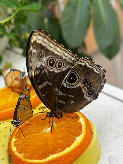 Gärtnerei Rüdenauer