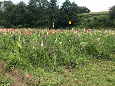 Blumen selber schneiden Horrenberg
