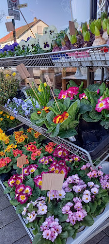Blumen & Mehr