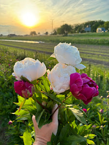 Blumen selbst schneiden