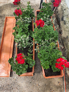 Ihre Blumenecke