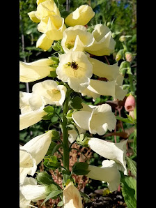 1A Garten Hauner