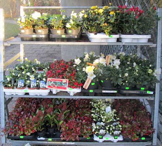 Blumen Weis