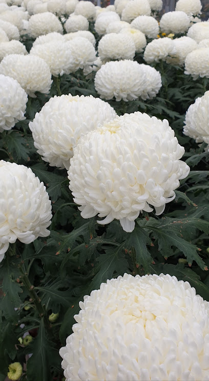 Böhmerwiese Blumenfachgeschäft