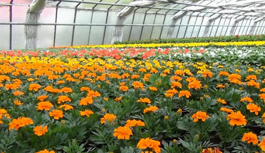 Lurtz Gartenbaubetrieb GmbH