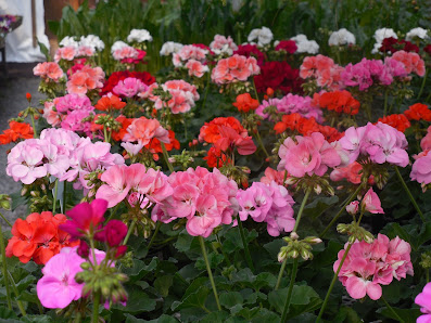 Floristik & Pflanzen Steffen Arnold
