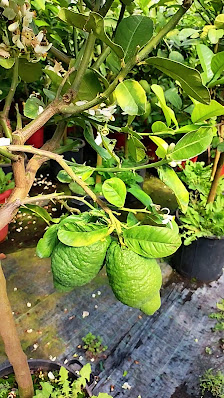 Flora Toskana